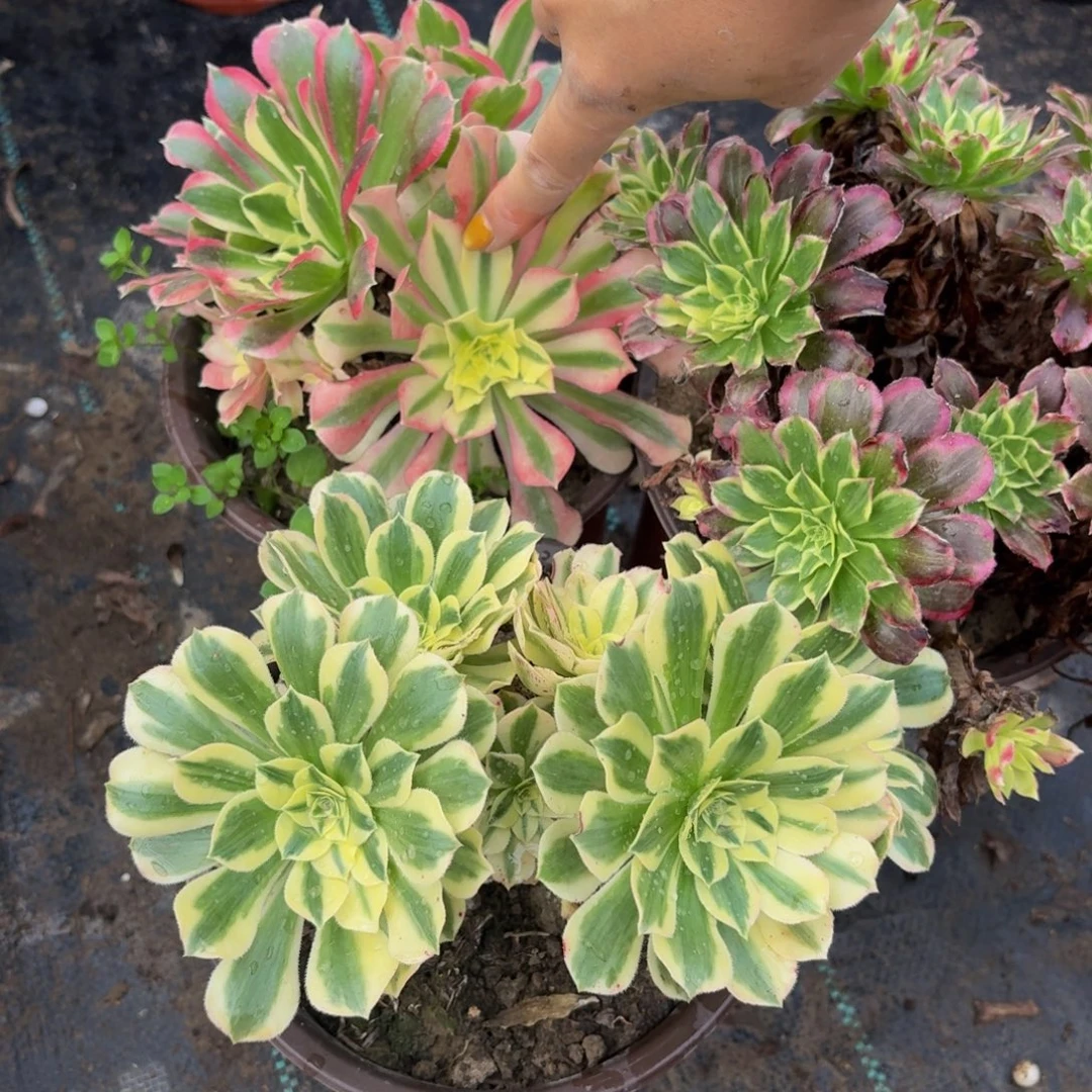 875多肉植物捧花的