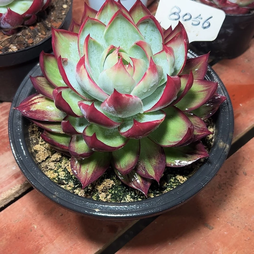 秋***苔惊鸿仙子一物一拍8056号