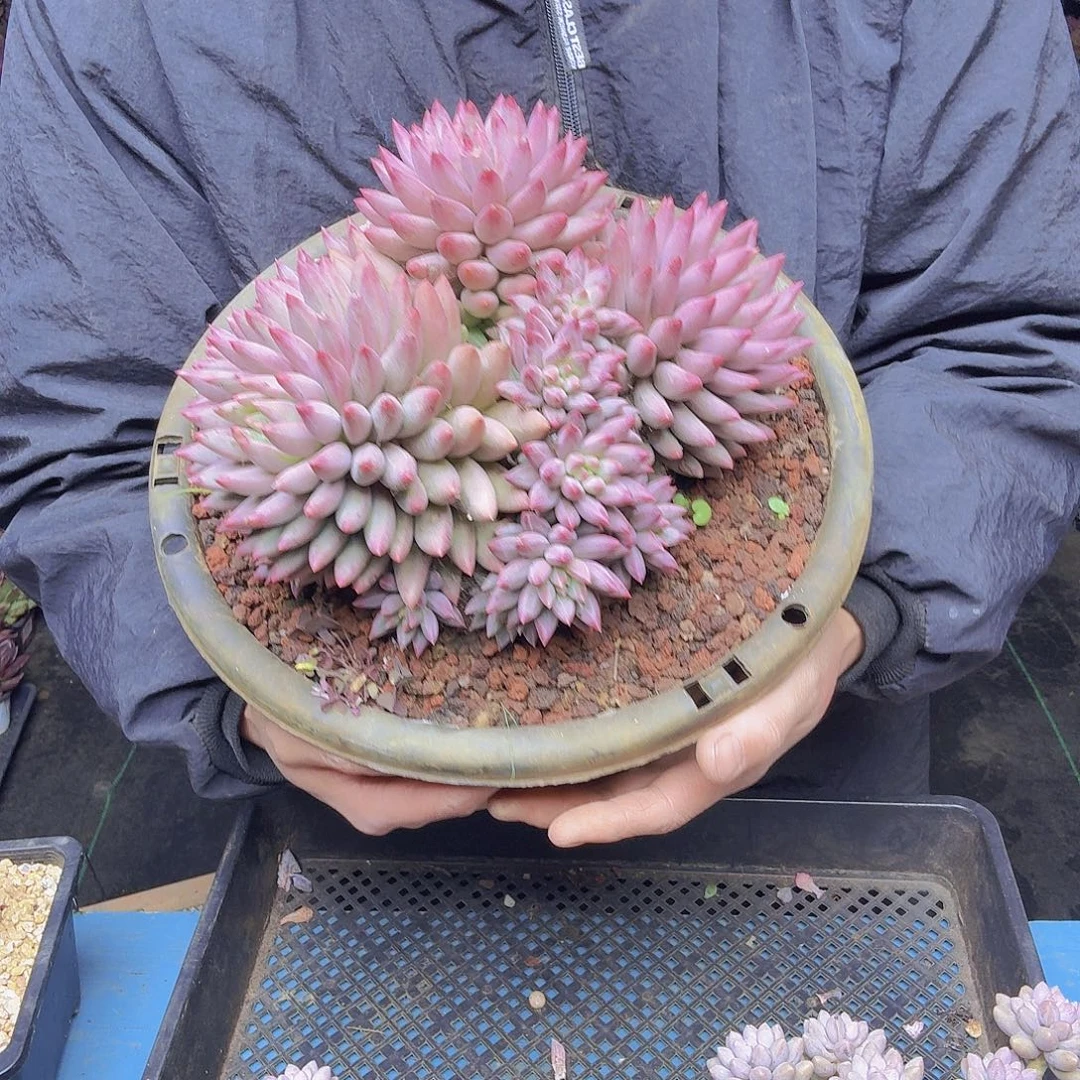 灰***王02大车厘子一物一拍