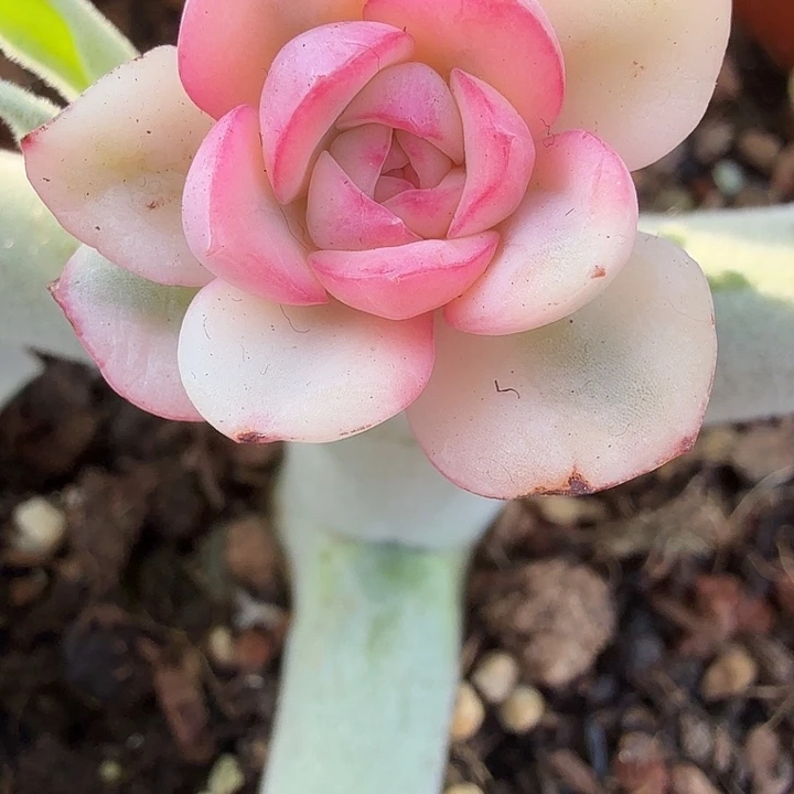 粉月亮锦多肉锦植物