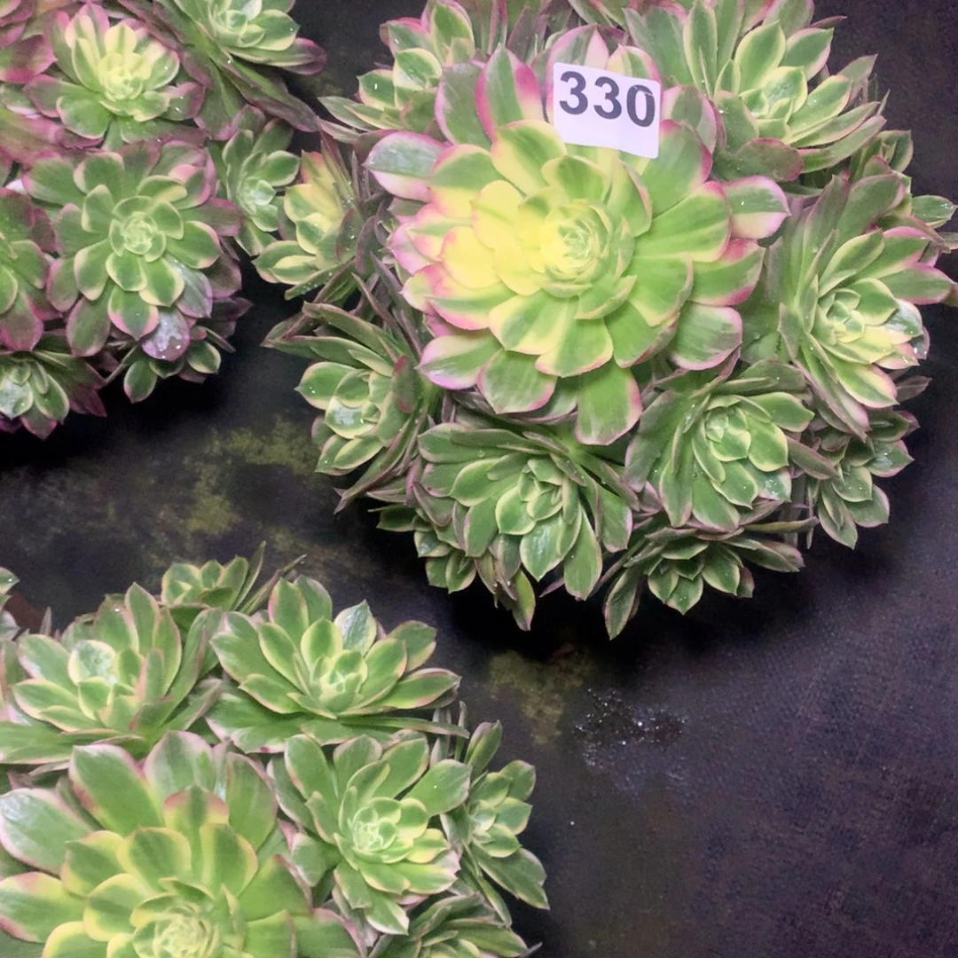 ꪶ***ঞ海鲜330法师多肉植物380000