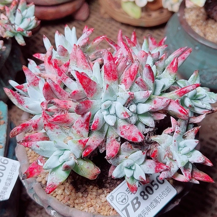 8050刘丹海瑟白菊在