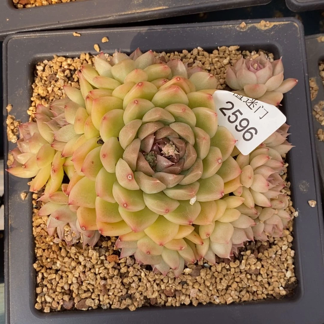 芊****?杂交精品多肉2596