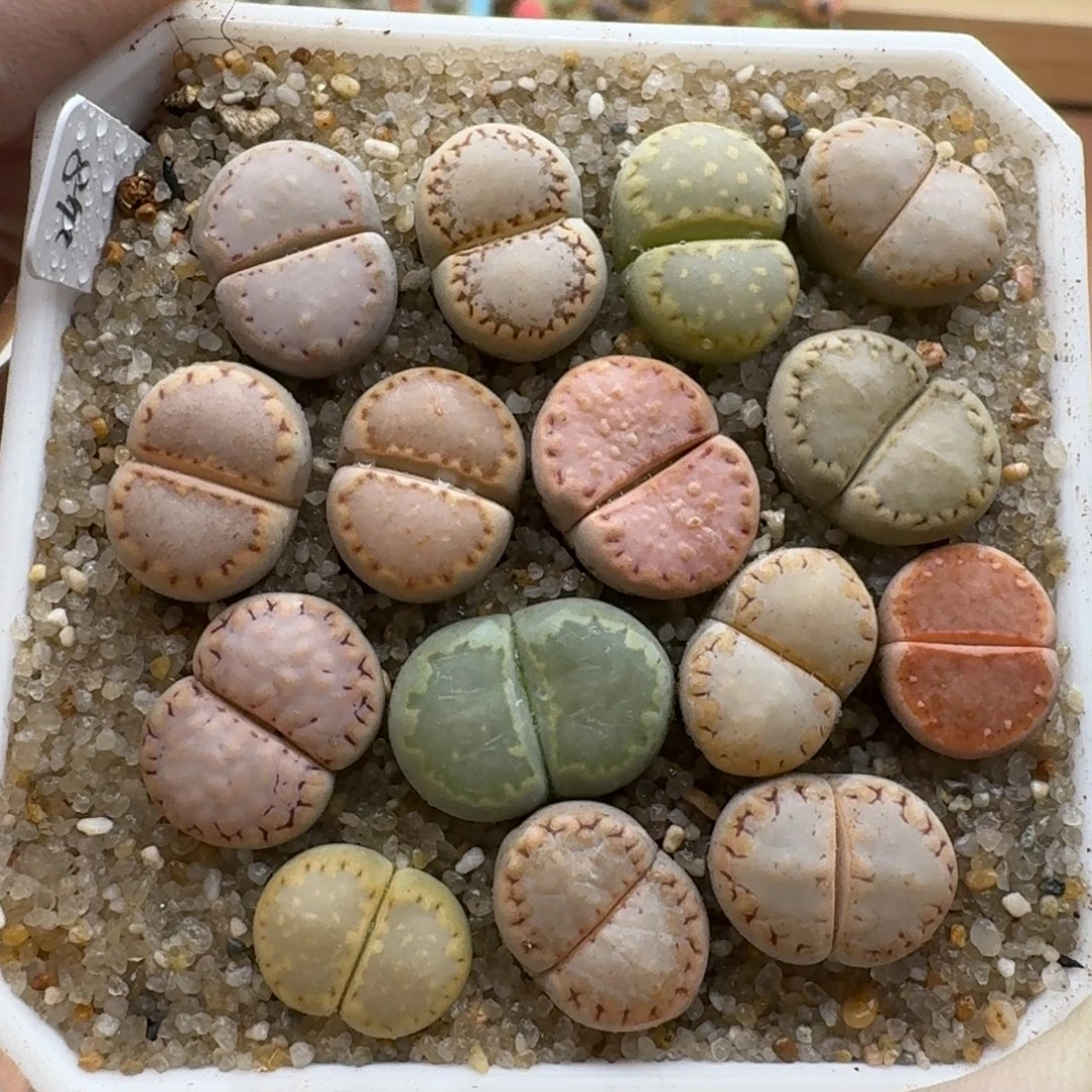 1126-028饼干彩套