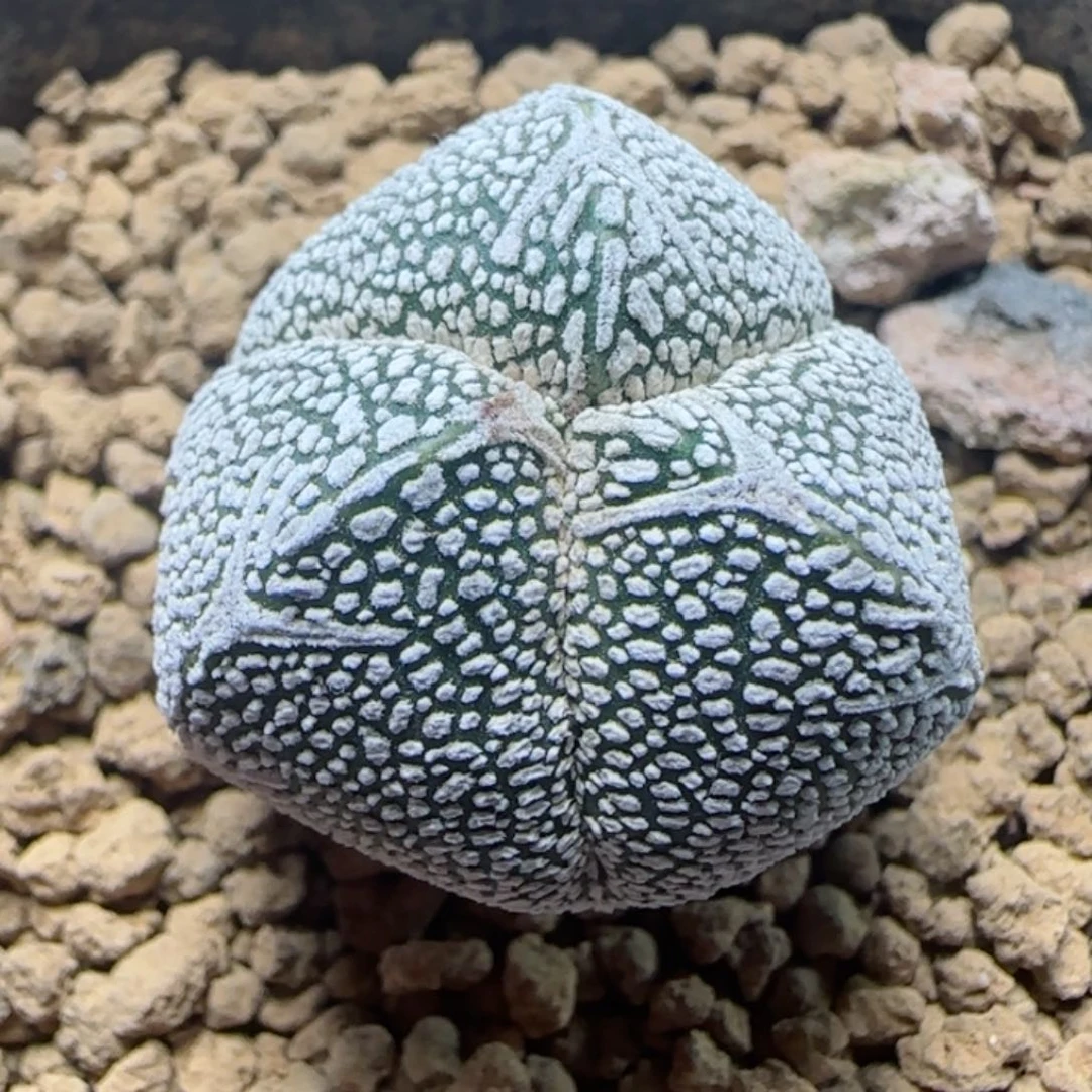 531实生v子恩冢多肉