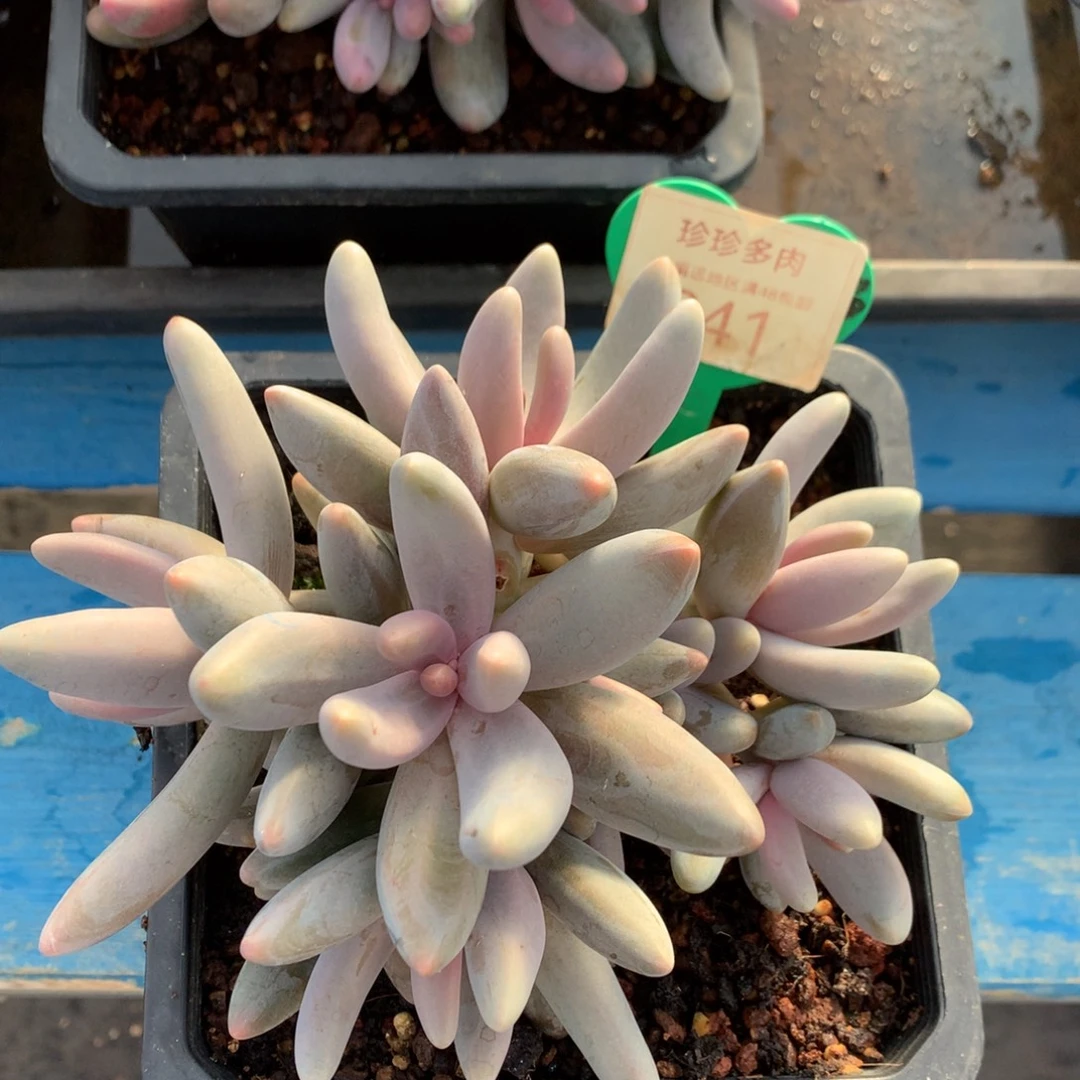 红手指无砍一物一拍241