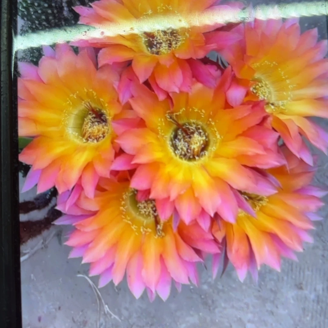 2006 侧牙20包邮仙人球37