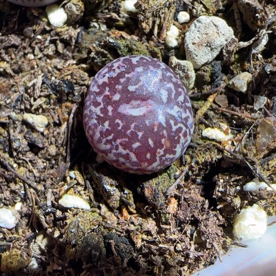 肉锥多肉植物组合-墨1704