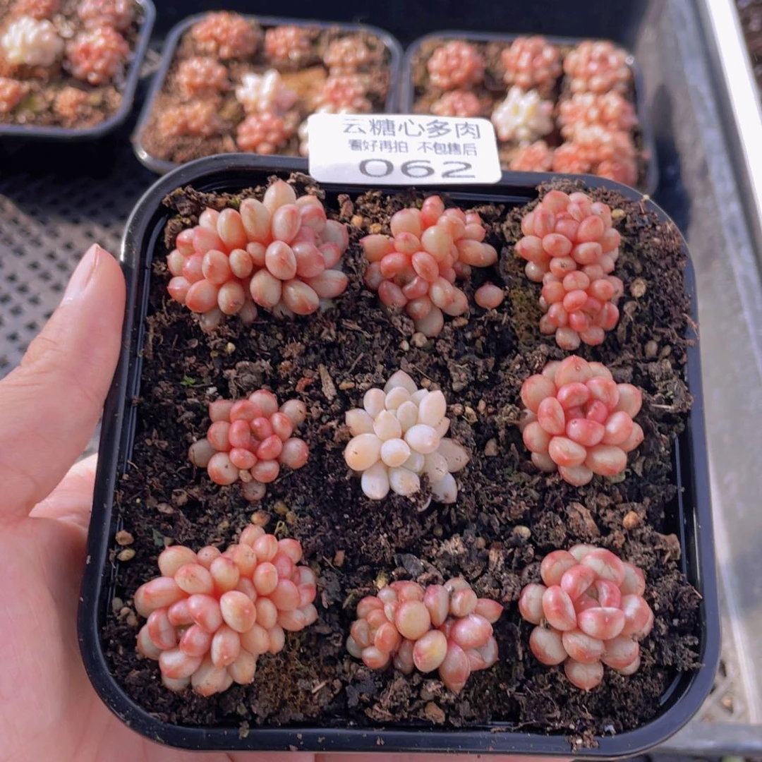 云糖心多肉植物62