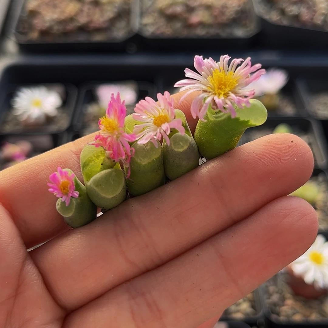 18包邮一物一拍风铃9442