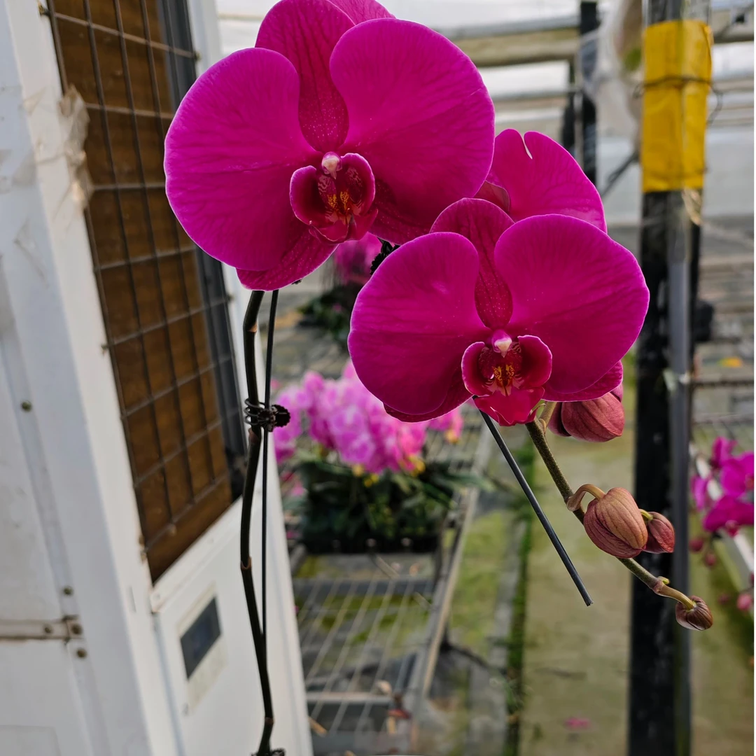 欢然花集蝴蝶兰（大辣椒B级叶片开裂正常）