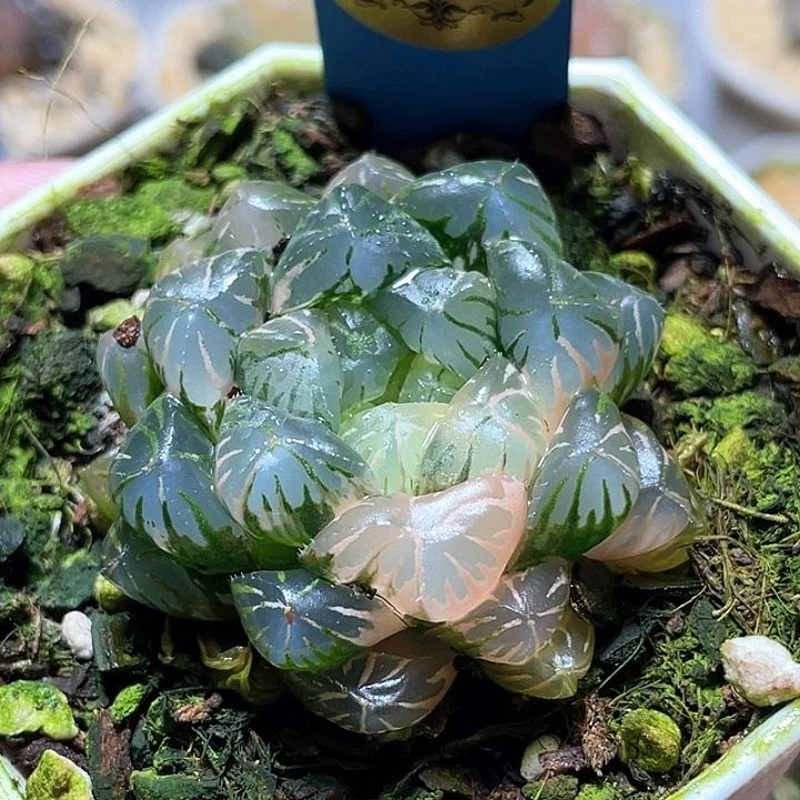 865恭喜發財養花暴富