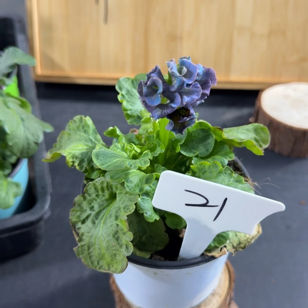 完全开放棕榈泉角堇21