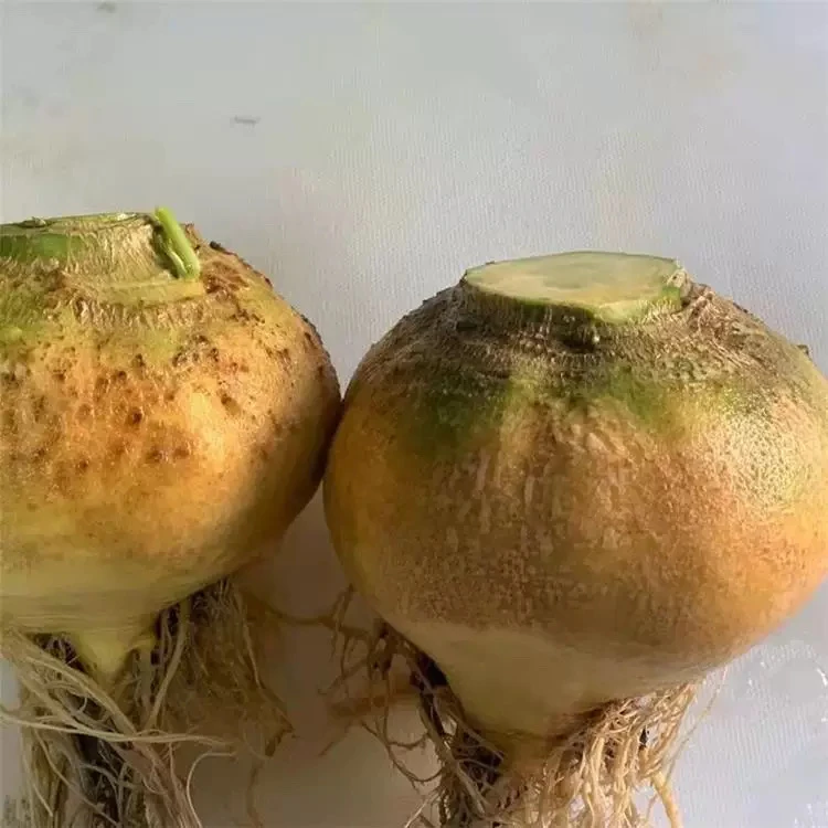 黄壤布留克种子黄瓤卜留克种子脆嫩菁芜菁圆盘菜恰玛古圆蔓蔬菜籽