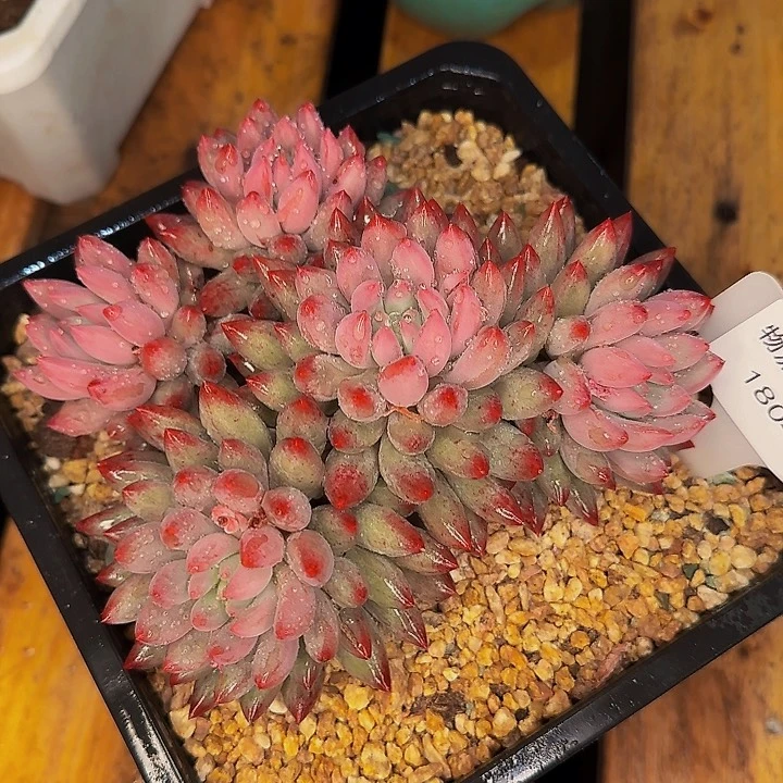 上*岸1804他哈怕他他啦吧