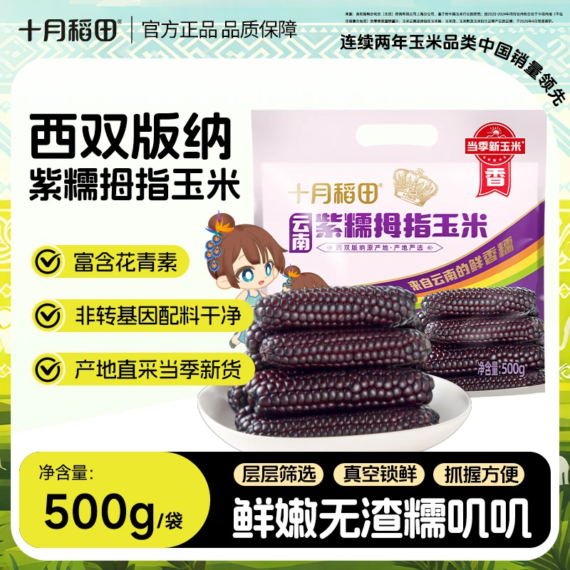 【西双版纳直采】十月稻田云南紫金拇指小玉米紫糯当季新玉米粗粮