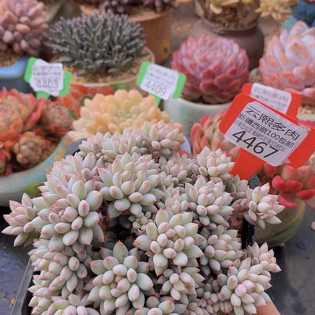 4467明珠美人多肉植物