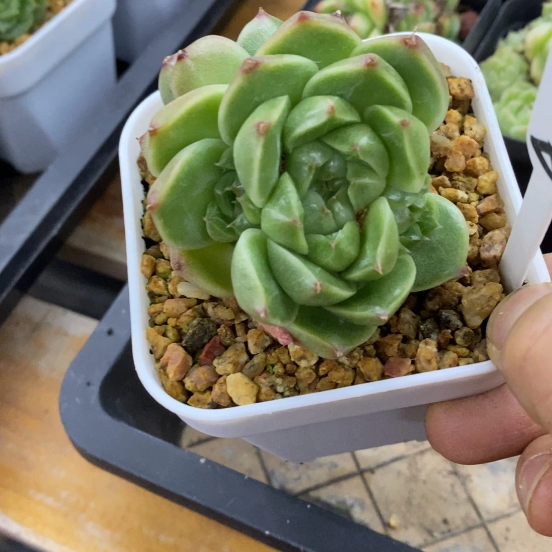 精品多肉一物一拍不包整174