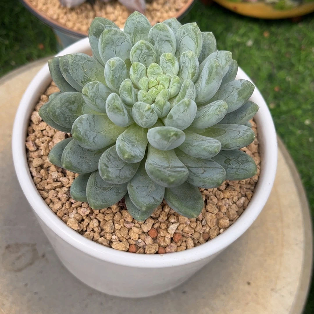 曦***曦多肉植物多肉植物