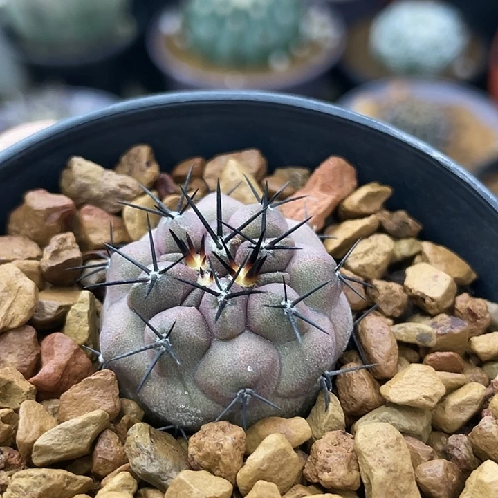 黑王实生仙人球