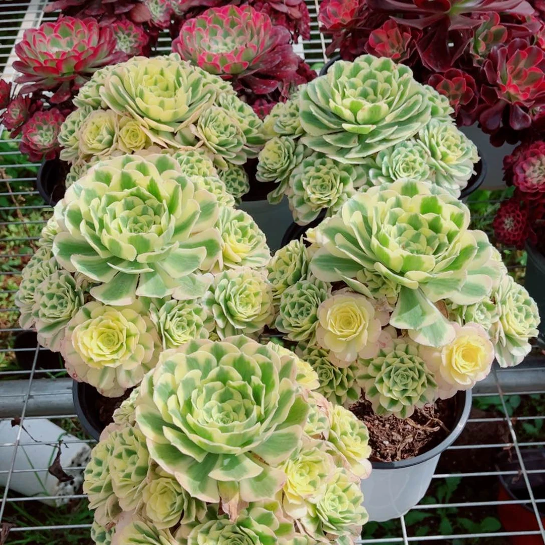 模特迈巴赫量拍多肉法师一个