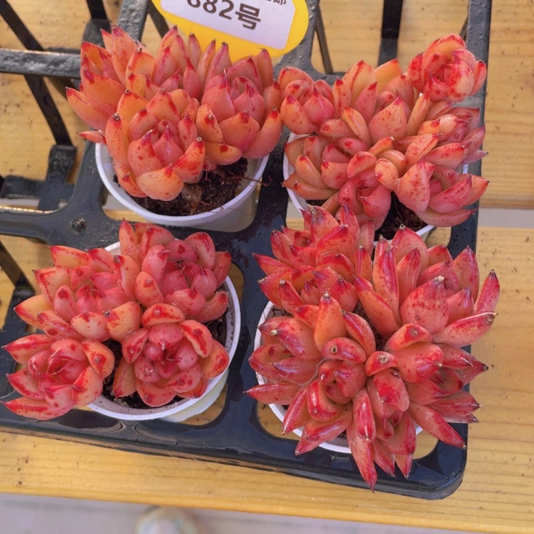 882号 老桩全状态红颜蜜语多头群一个