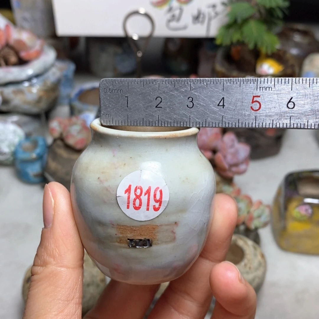花盆拍5送一个小礼物