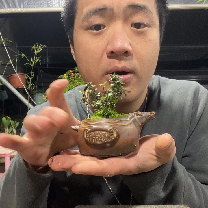 ～****以实际为准盆景绿植盆栽127