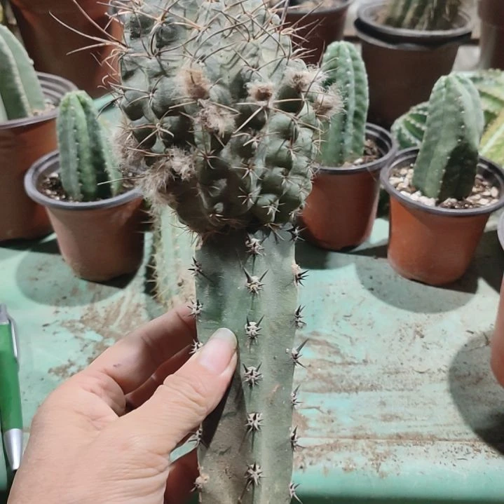 仙人球袖普嫁接红喉福利