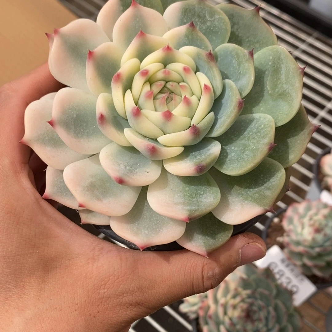 吉娃娃锦多肉植物6846