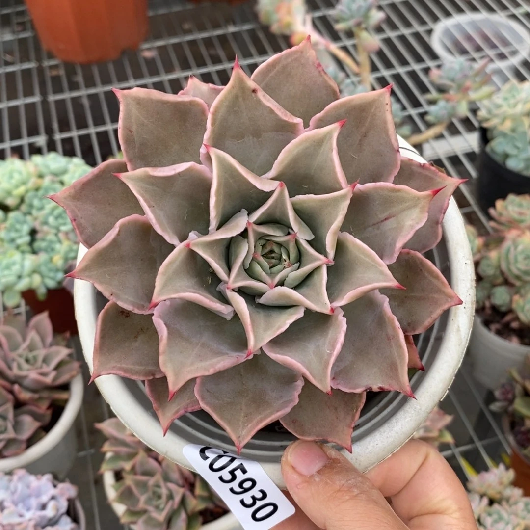 5930原始饺子皮一物一拍
