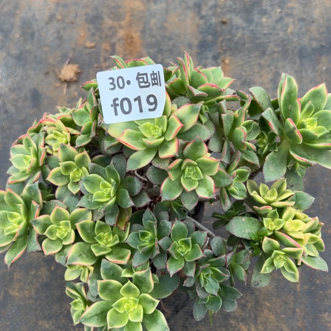 019艳日灰多肉法师