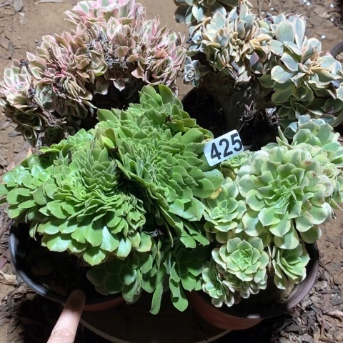 李***）425四颗缀化法师多肉植物