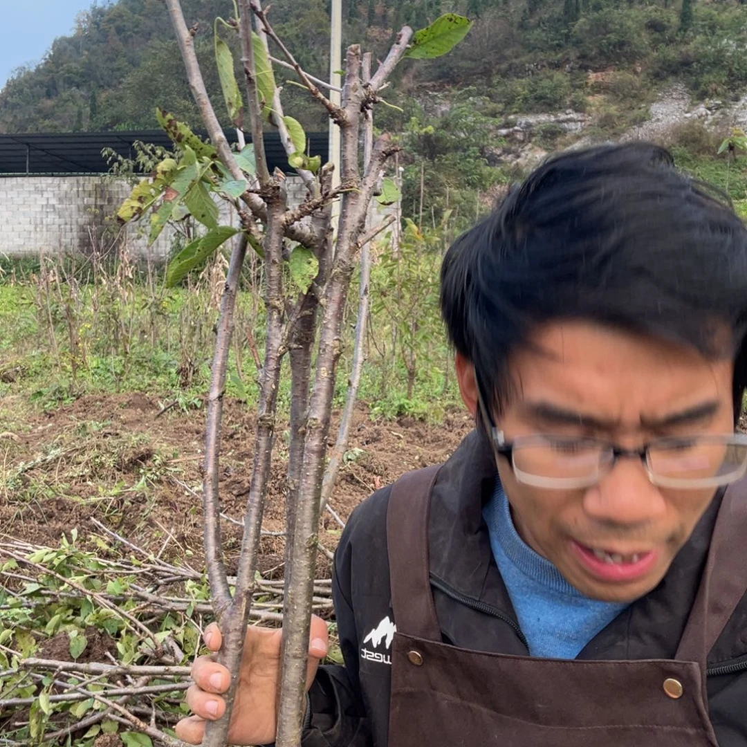 当前无花栽培后可以开花41不包活