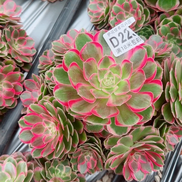 多肉 孔雀翎多肉法师植物