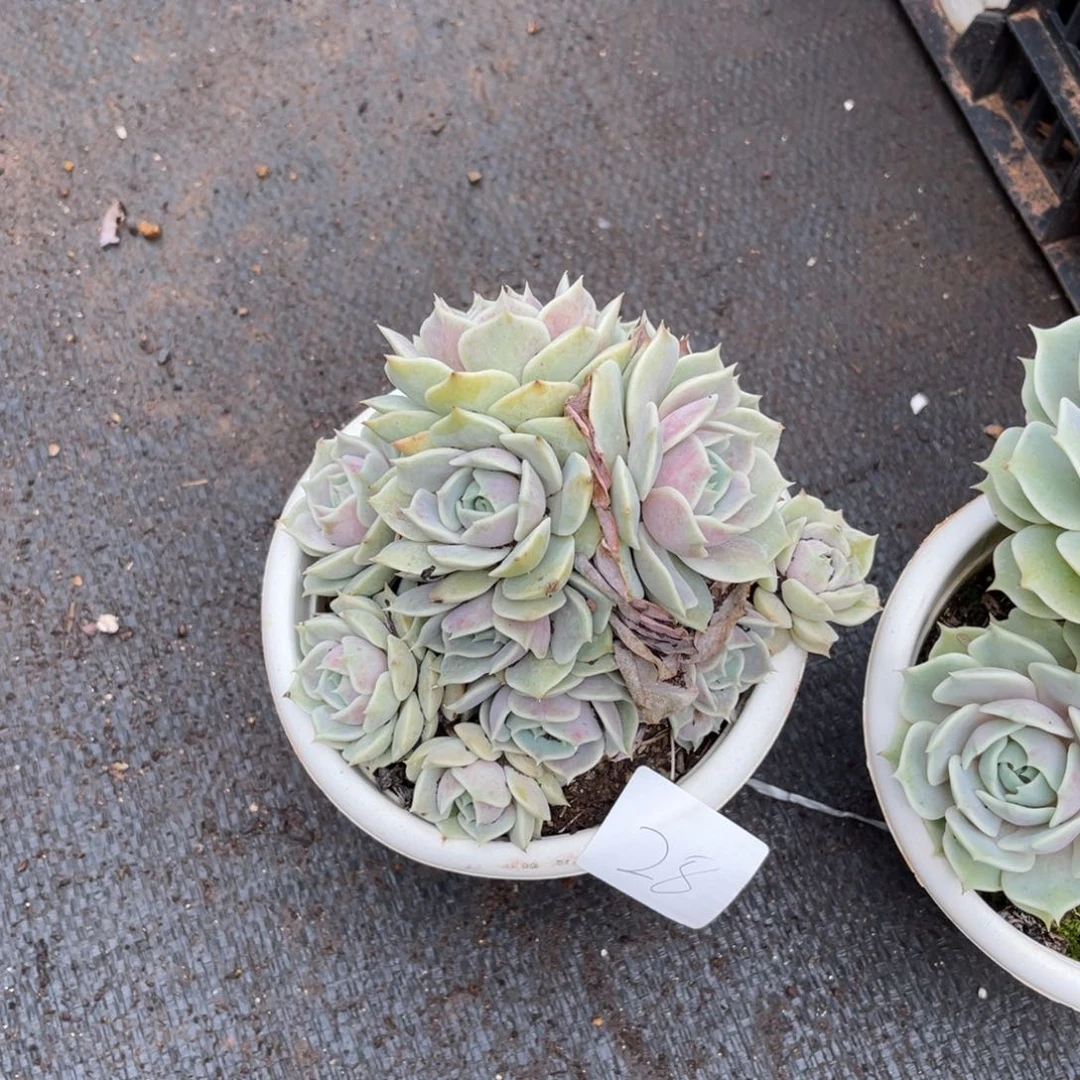 葵*0028露娜莲多肉