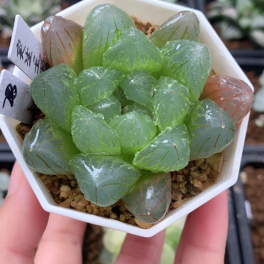 实生玉露一物一拍