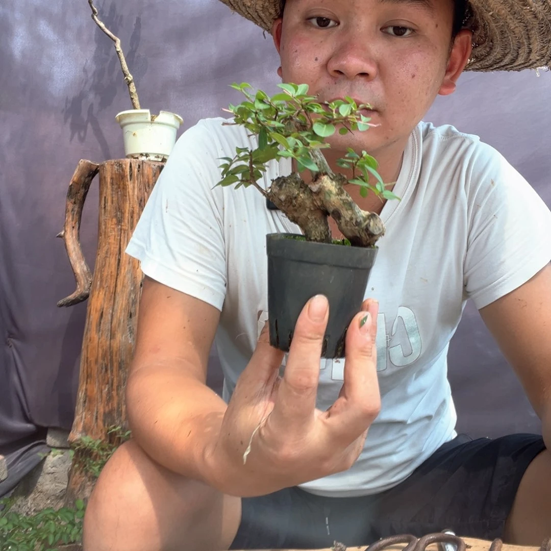 无花朵紫薇百日红10