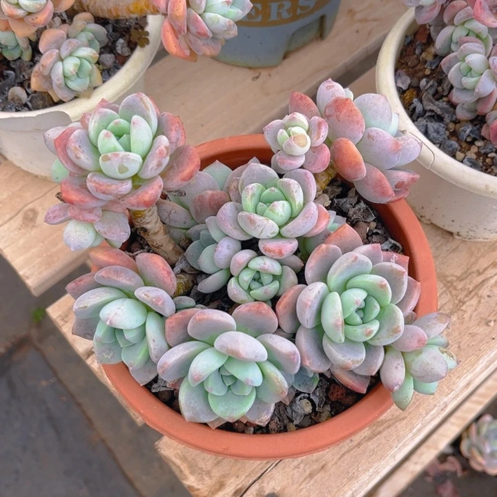 露凝香多肉植物6 2 5