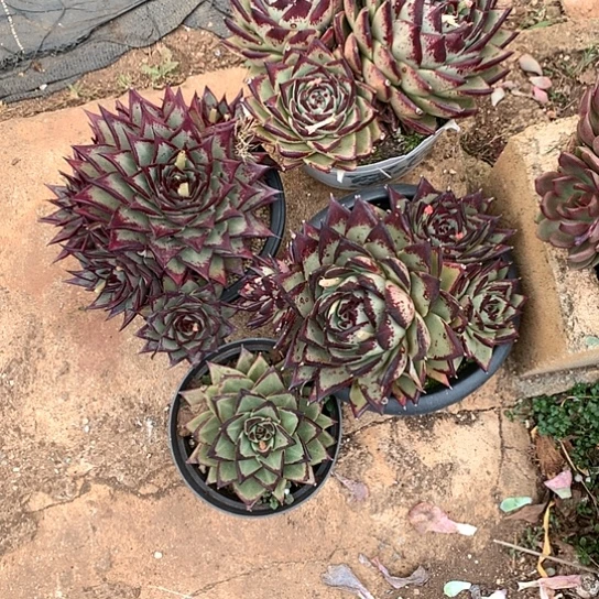 樊*美肉特价活动开始啦