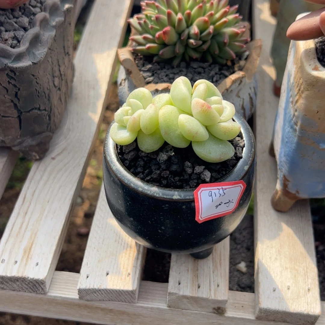 补差价多肉植物多肉