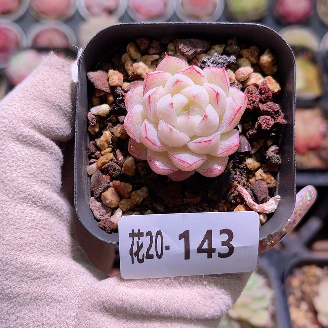 花利美20-143女王玫瑰