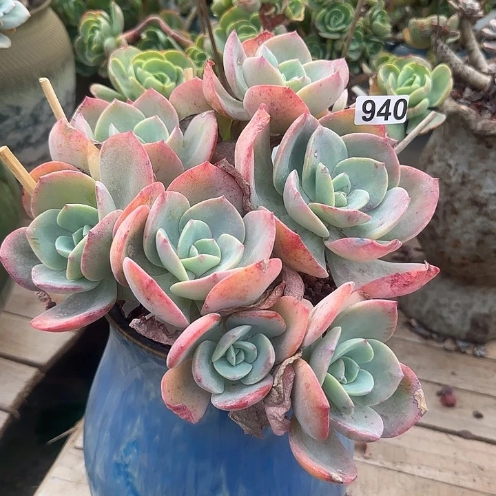 凭****8940白凤不售后脱土发货不退不换