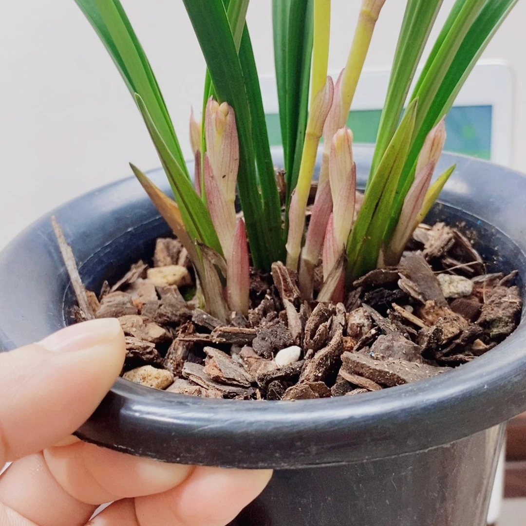 清***秋当前无花栽培后可以开花