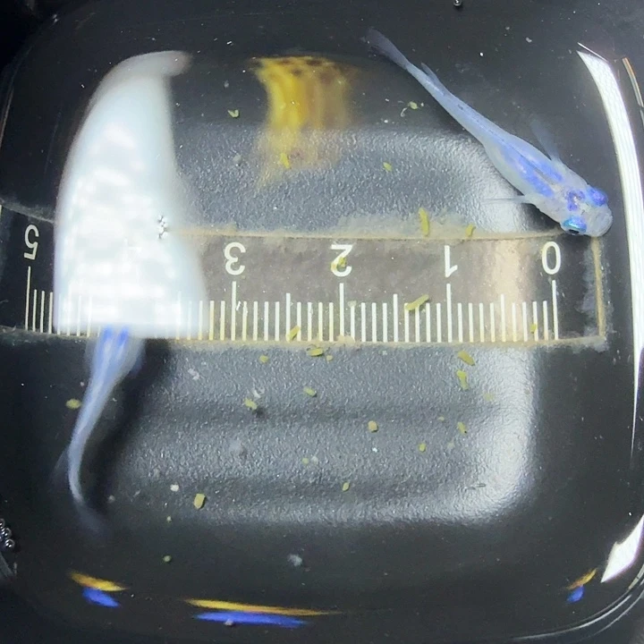 青鳉鱼67号拍品水滴