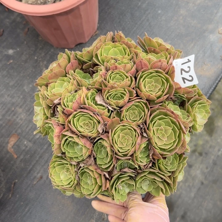 一***安多肉植物多肉植物122