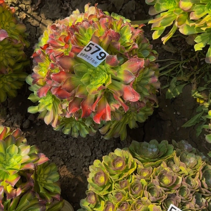 少华花27-37包邮花花