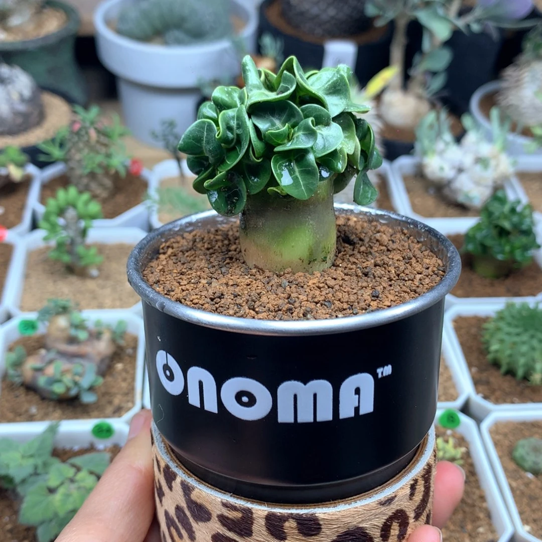 小****员羊角带盆多肉