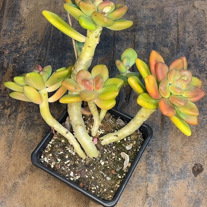 芒果奶群生，一物一拍，造型桩