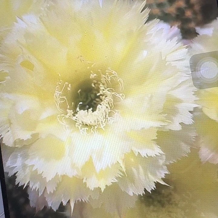 梨花落侧芽4公分左右彩草